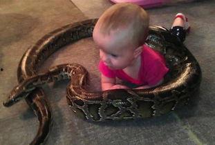 蛇的视频全集在线观看